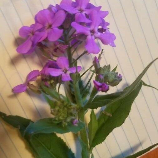 Vicia americana Flower