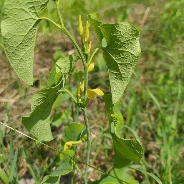 Aristolochia clematitis Blüte