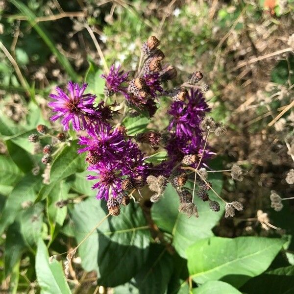 Vernonia baldwinii 花