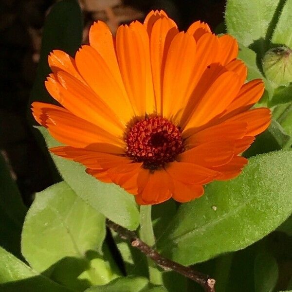 Calendula officinalis Flower