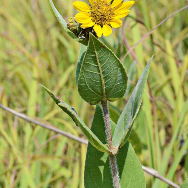 Helianthus mollis Kvet