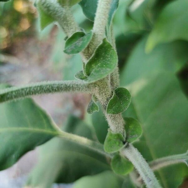 Solanum mauritianum Casca