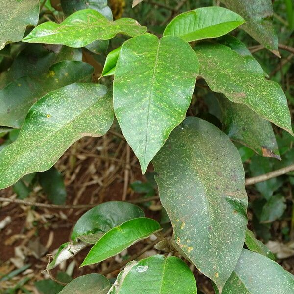 Croton megalocarpus Лист