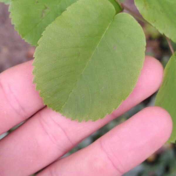 Amelanchier alnifolia Leaf