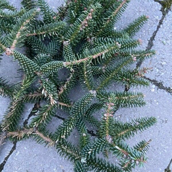 Abies pinsapo Leaf