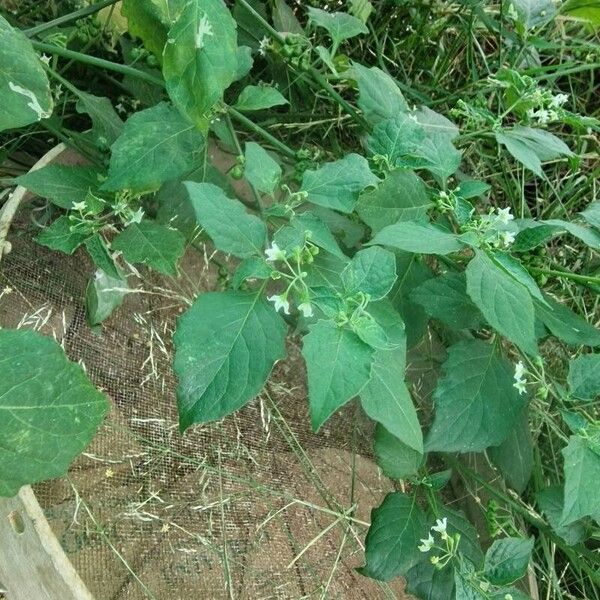 Solanum nigrum Leaf