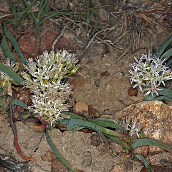 Allium anceps Flors