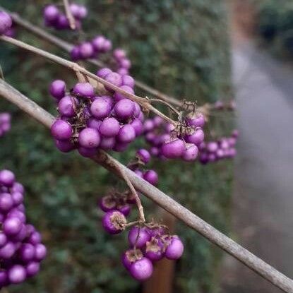 Callicarpa japonica Vaisius