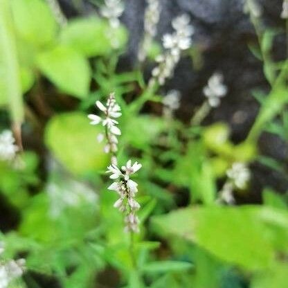 Polygala paniculata Fleur