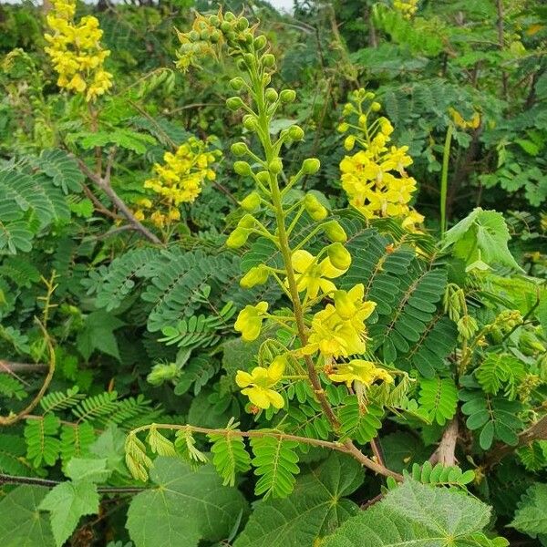 Caesalpinia decapetala Flower