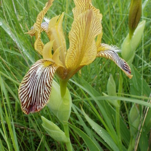 Iris variegata Flower