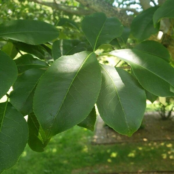 Euonymus carnosus Leaf