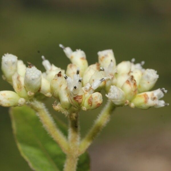 Clibadium surinamense 花