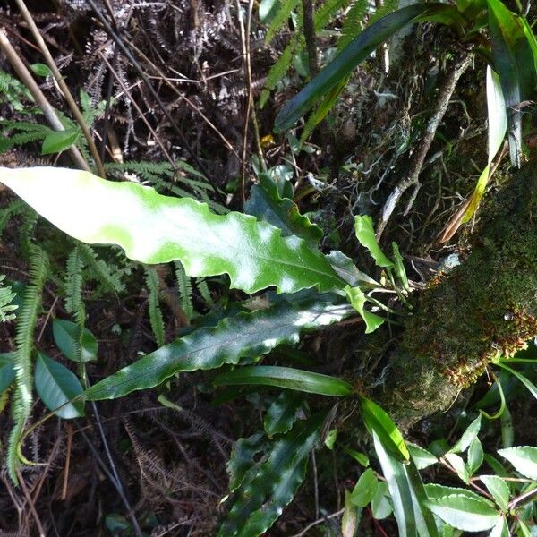 Lepisorus spicatus Leaf