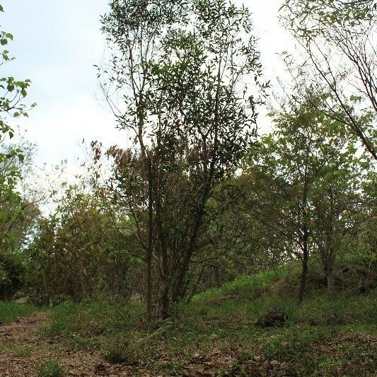 Olea lancea Hábitos