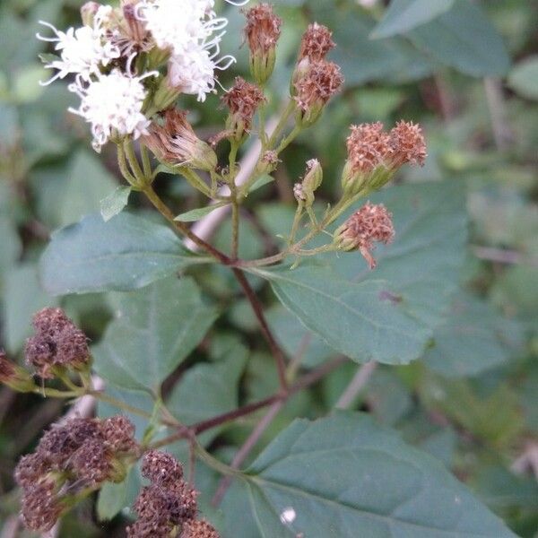 Ageratina havanensis Flor