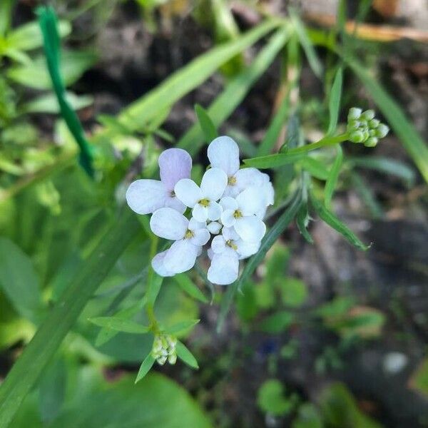 Iberis umbellata Flower