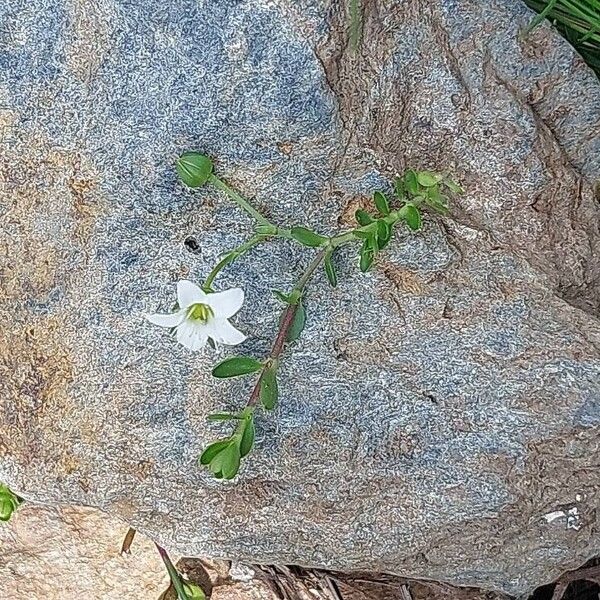 Arenaria biflora ശീലം