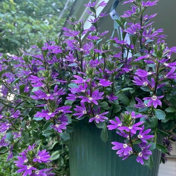 Scaevola aemula Floare