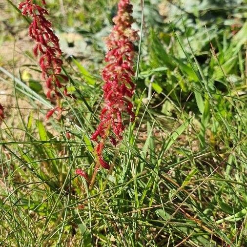 Rumex bucephalophorus Çiçek