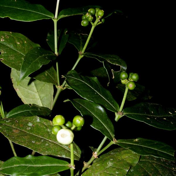 Rudgea cornifolia 果實