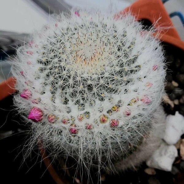 Mammillaria hahniana Blüte