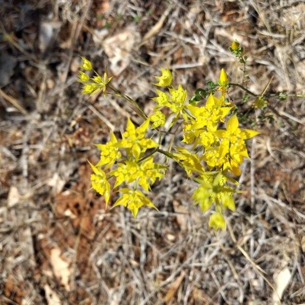 Bupleurum veronense Flower