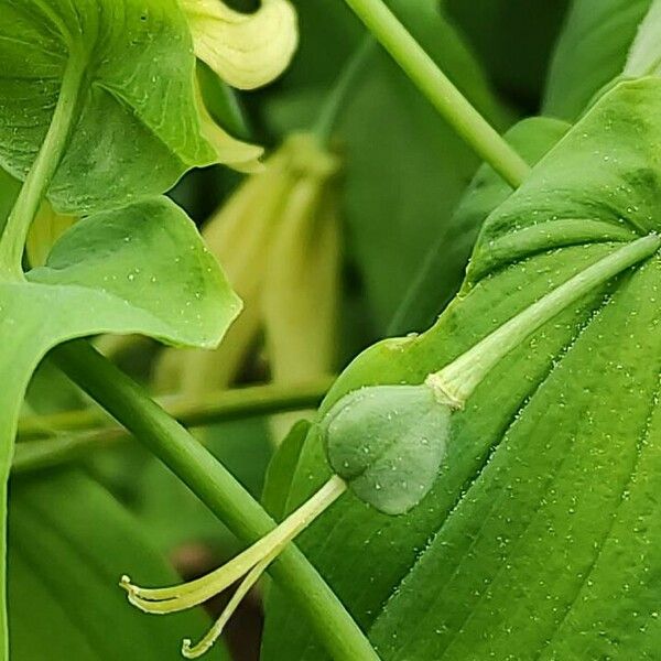 Uvularia grandiflora Ffrwyth