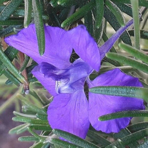 Delphinium ajacis Bloem