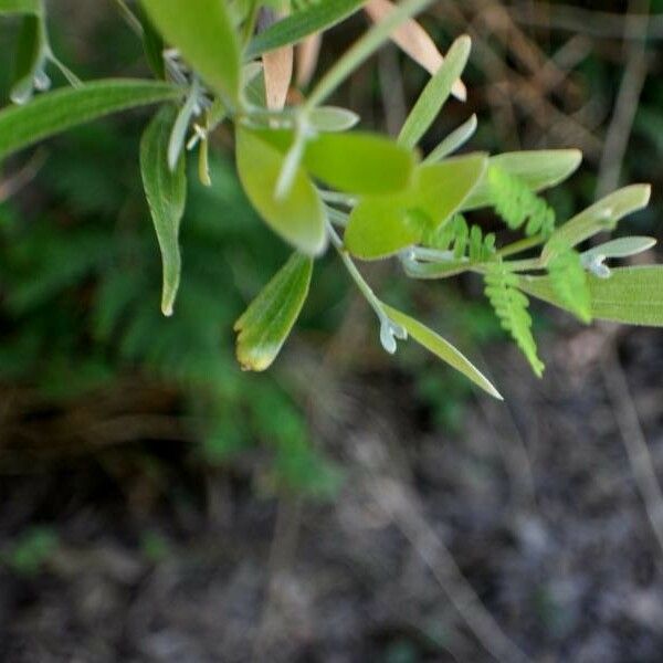 Acacia melanoxylon Blad