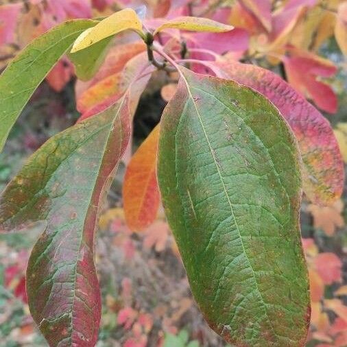 Sassafras albidum পাতা