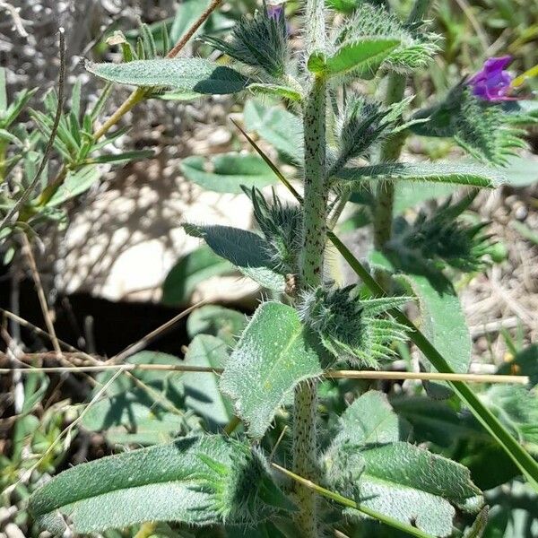 Echium plantagineum Blatt