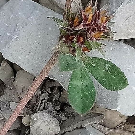 Trifolium glomeratum Folla