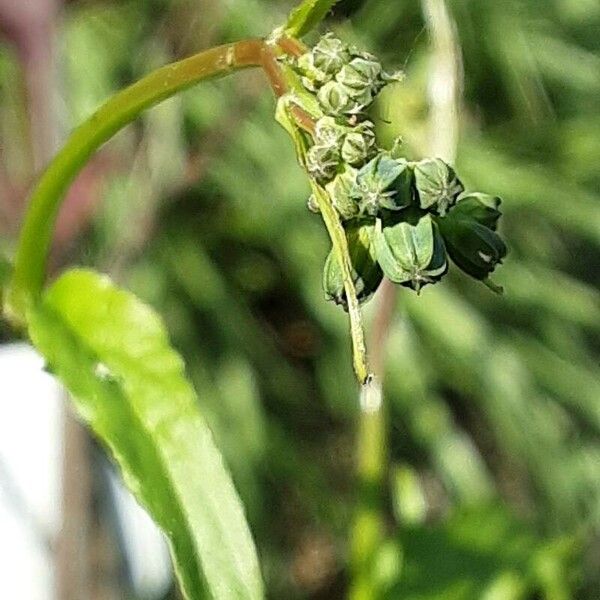 Crepis pulchra Kvet