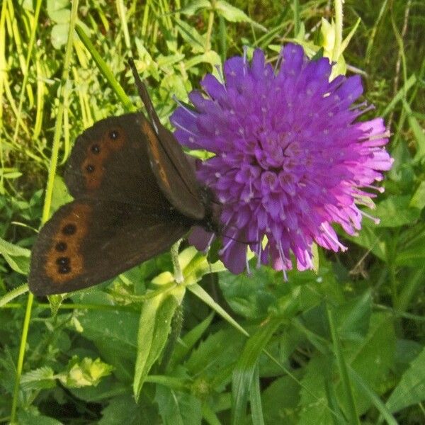 Knautia dipsacifolia ফুল