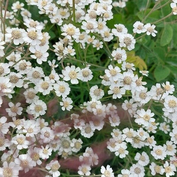 Achillea ptarmica Kvet