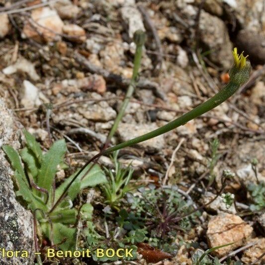 Arnoseris minima Habit