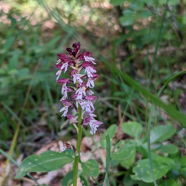 Neotinea ustulata Flor