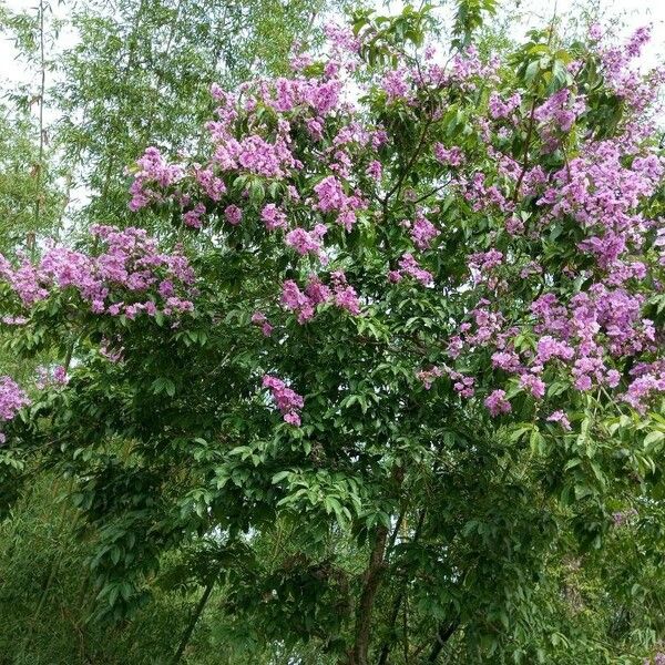 Lagerstroemia speciosa Yeri