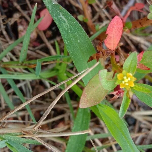 Ludwigia hyssopifolia 花