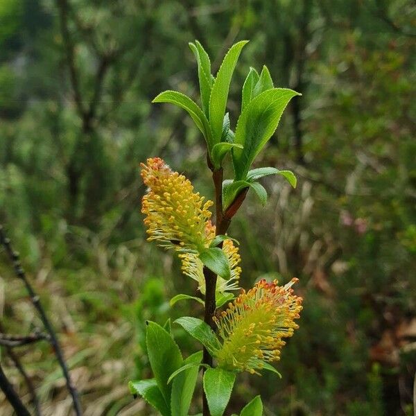 Salix glabra Flors