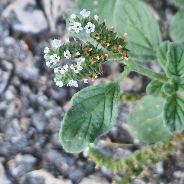 Heliotropium europaeum Blomma