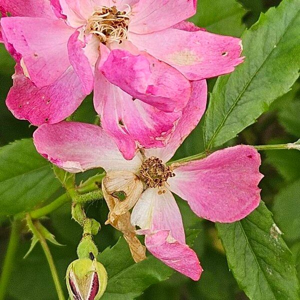 Rosa pendulina Floare