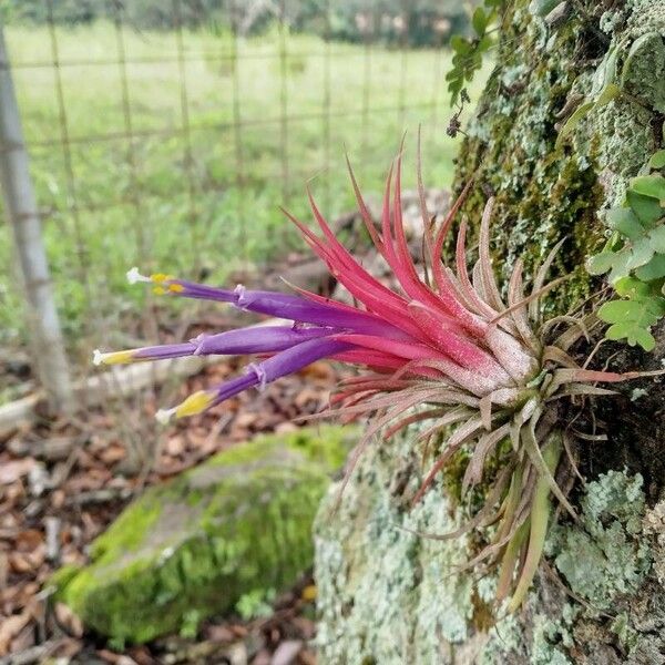 Tillandsia ionantha Flower