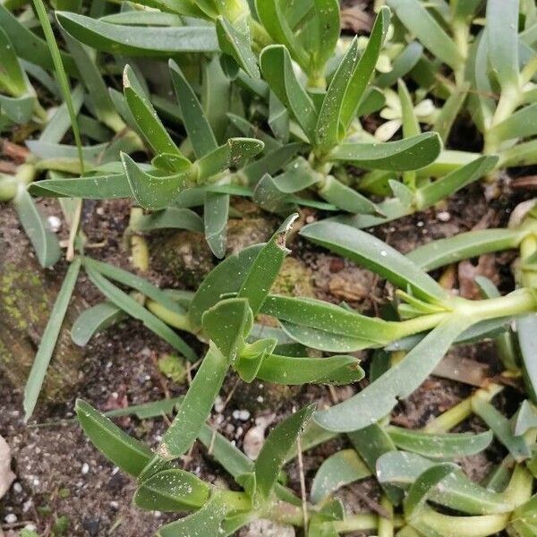 Carpobrotus acinaciformis ഇല