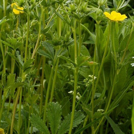 Potentilla delphinensis Drugo