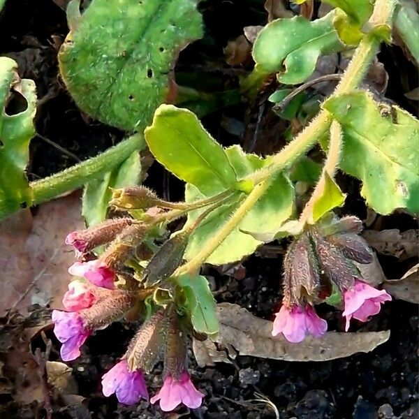 Pulmonaria obscura Λουλούδι