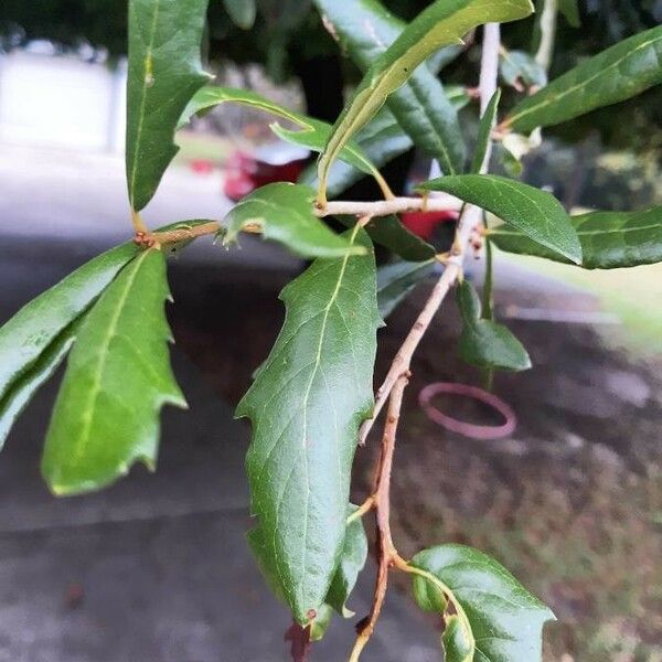 Quercus fusiformis Folha