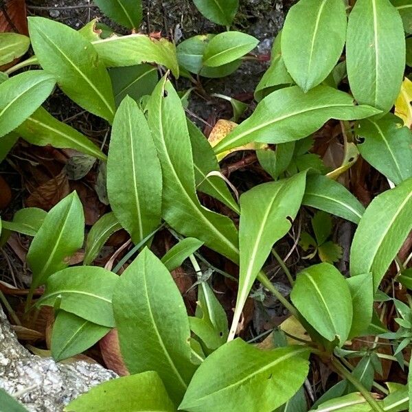 Bistorta affinis Leaf