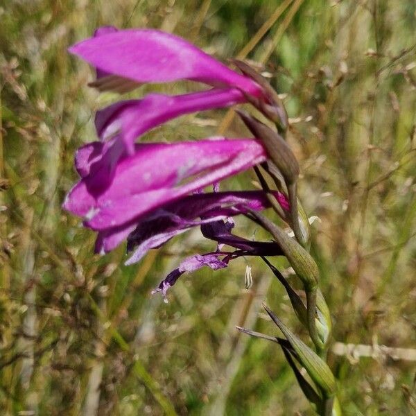 Gladiolus imbricatus Flower